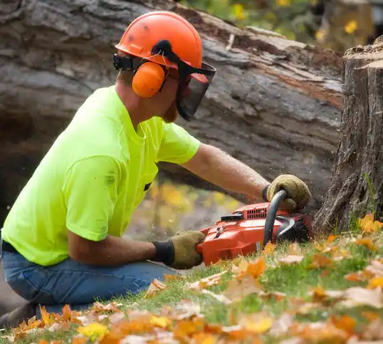 tree services Ponderosa Pine